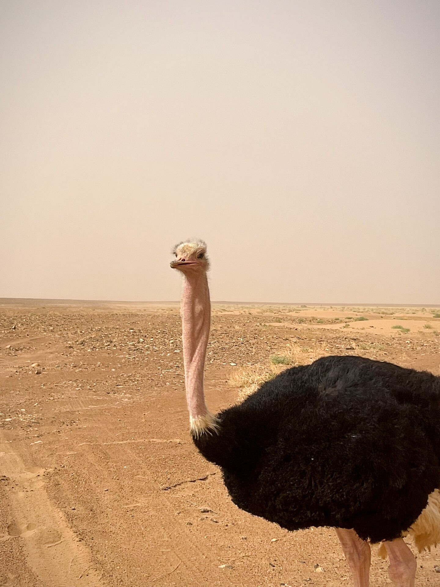 Ostrich Sahara Desert