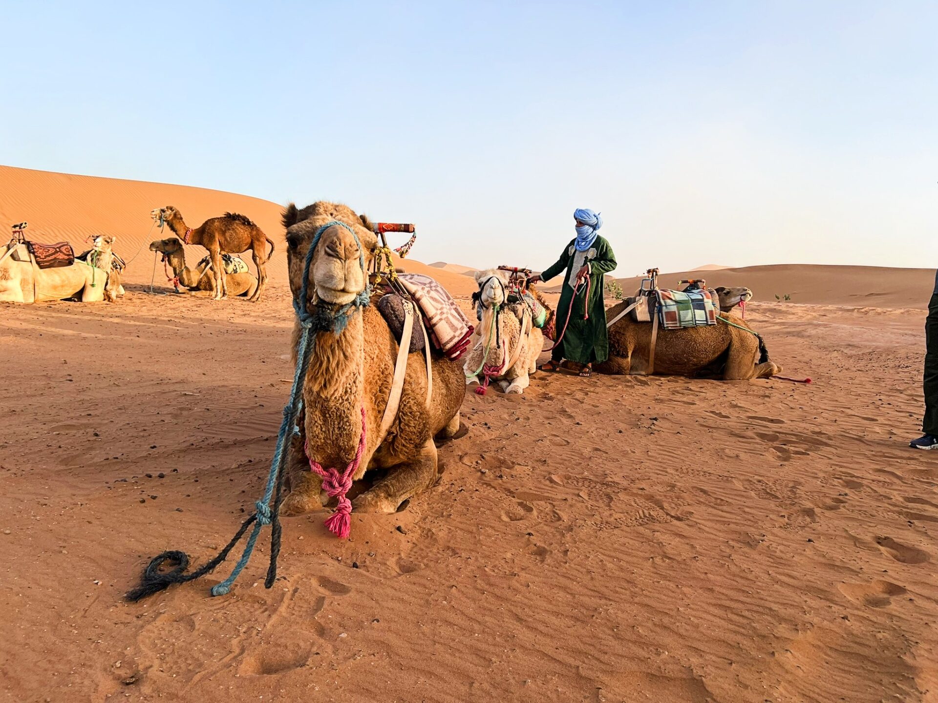 riding camels in the Sahara Desert