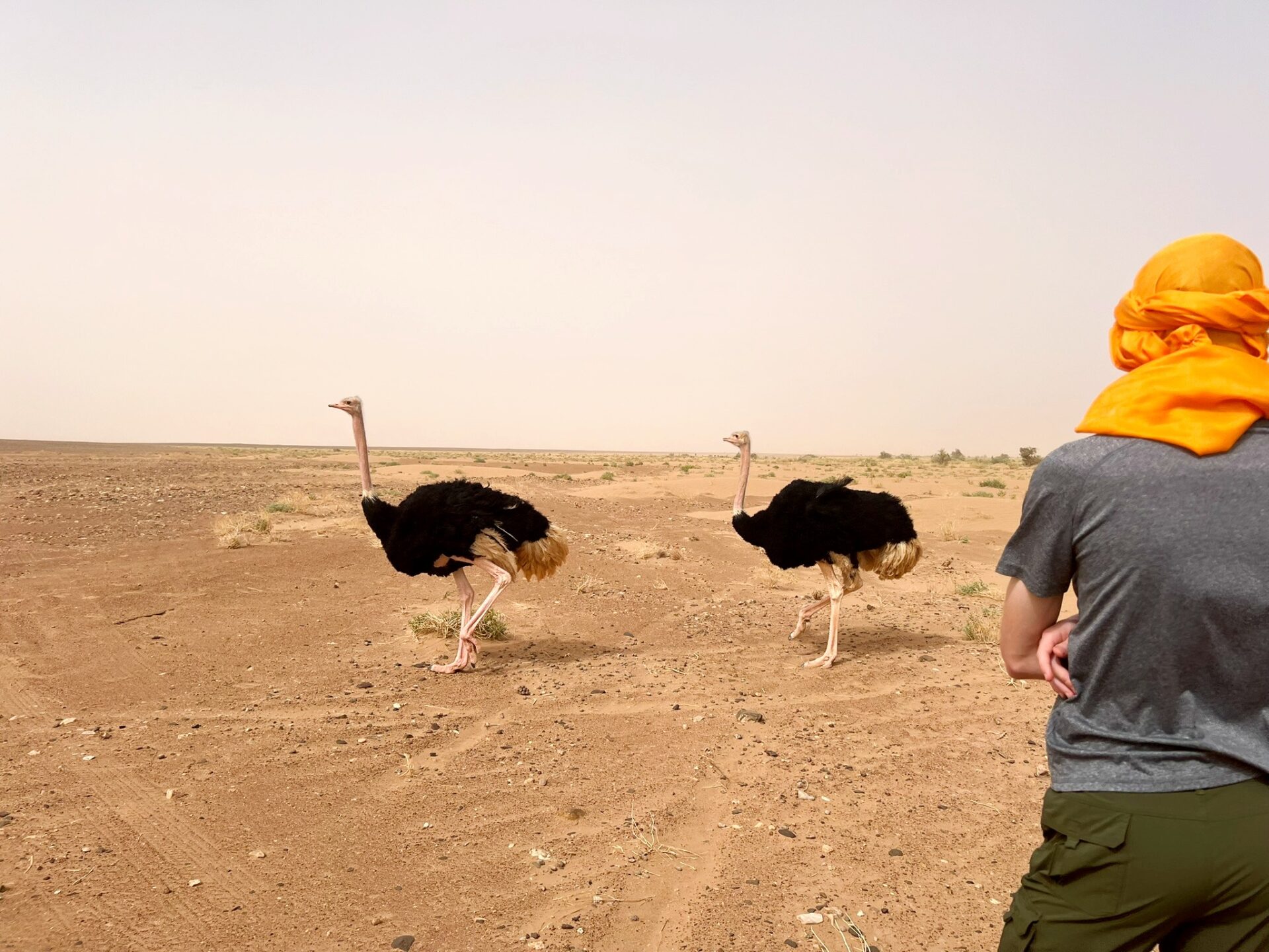 Ostrich Sahara Desert