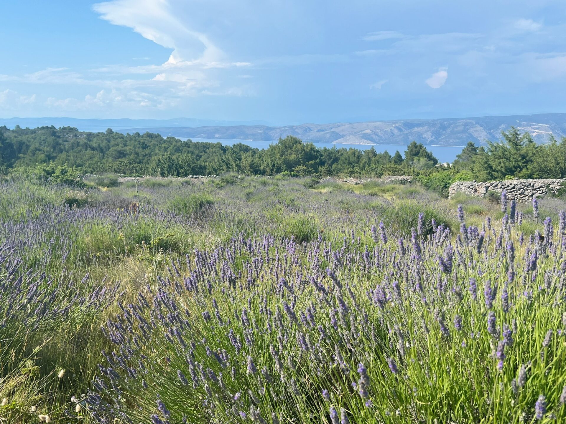 Hvar biking Croatia