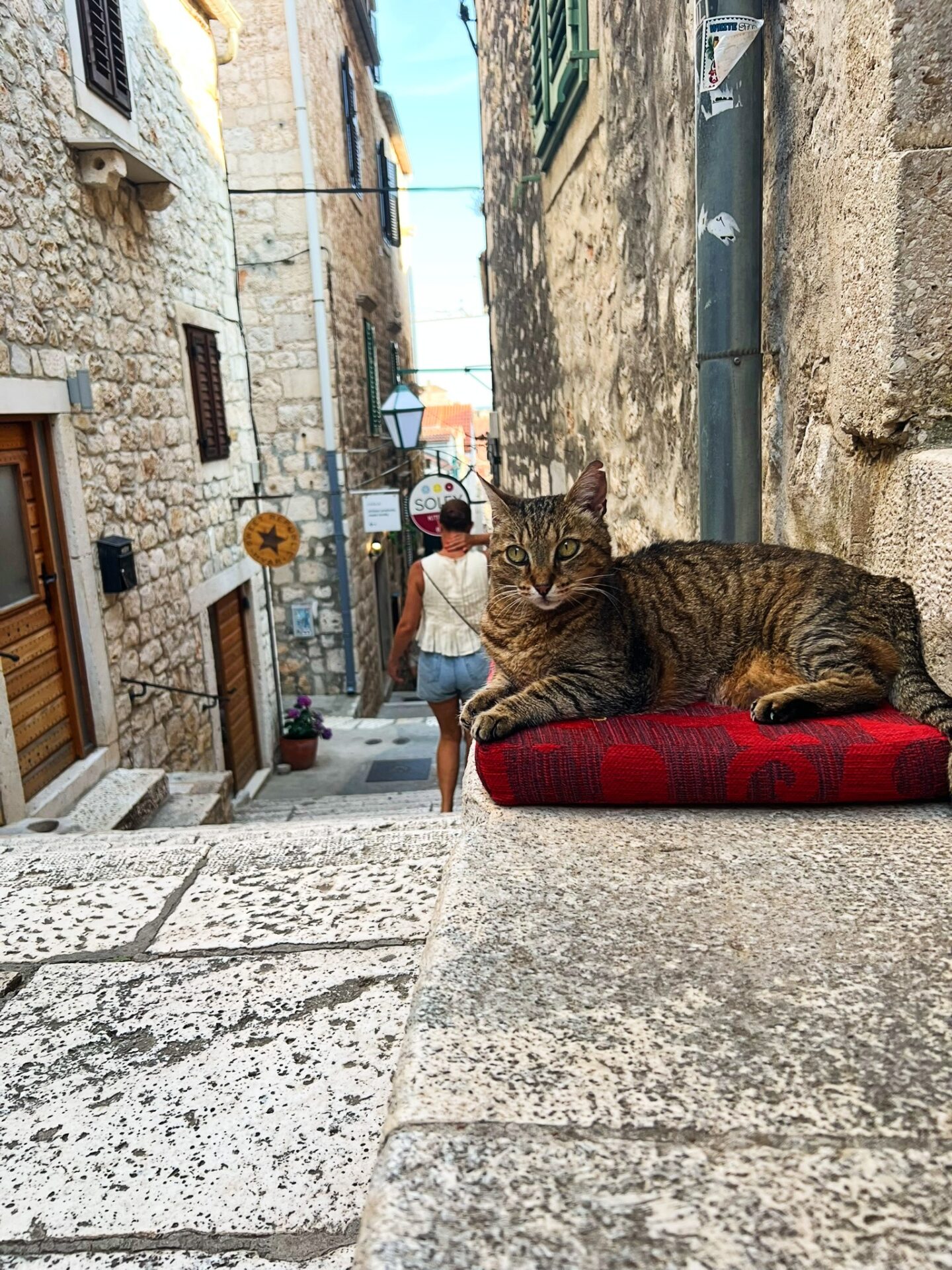 cats of Croatia