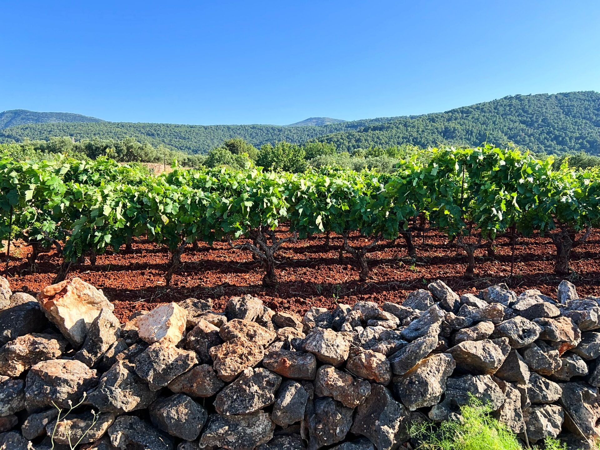 wine tasting Stari Grad