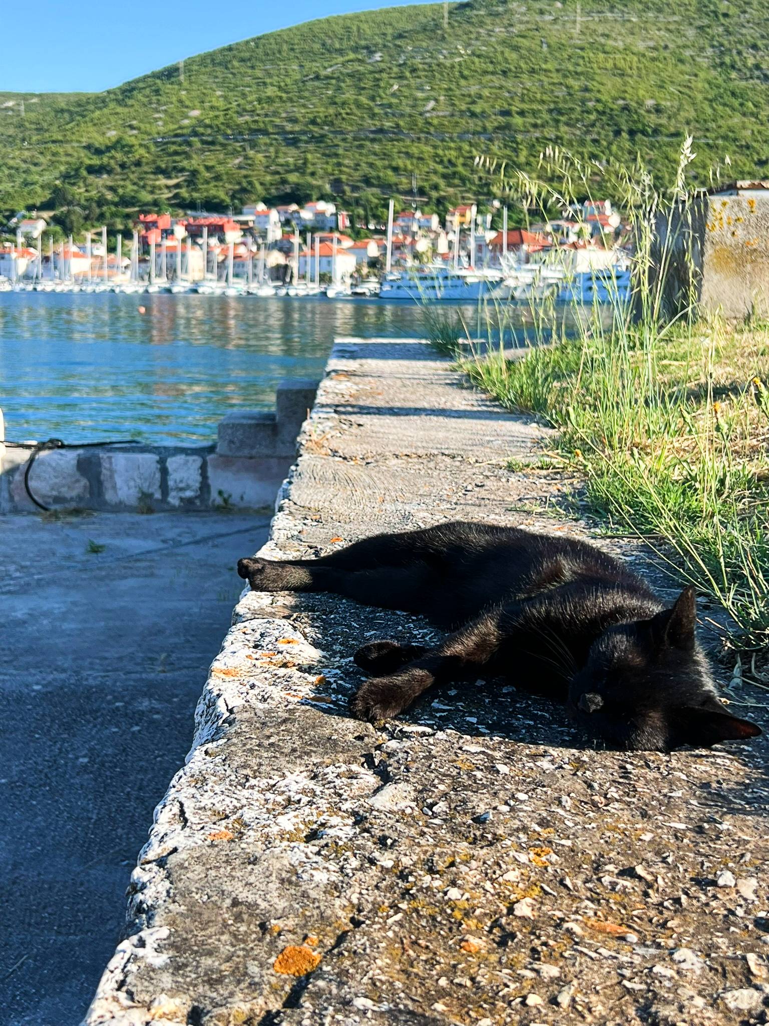 Vis Cats of Croatia