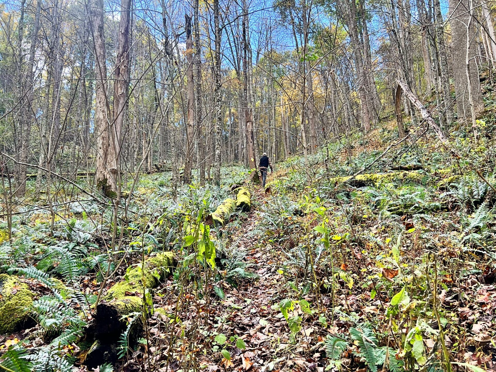 Pipestem State Park West Virginia